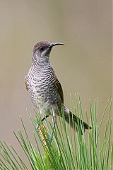 Barred Honeyeater